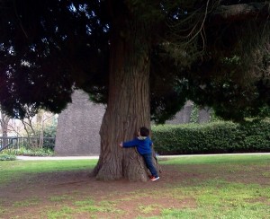 Preschool Tree Hugging