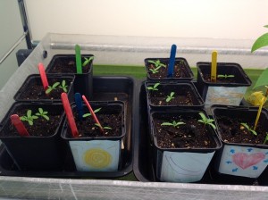 Sprouting Marigold Seeds