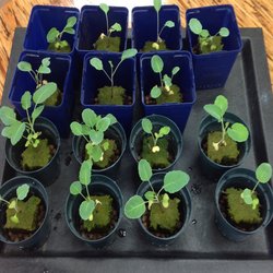 Transplanted Colliflower