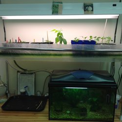 Symbiotic Life Cycle