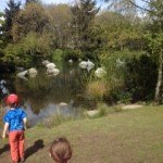 Looking for the turtles