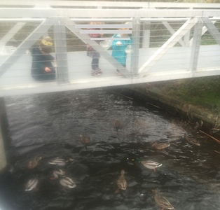 Feeding the ducks