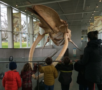 Whale skeleton at UBC