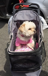 Bonus - Ginger the dog