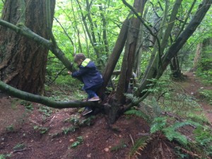 TreeClimbingPhoto