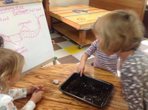 Anatomy of an Earthworm